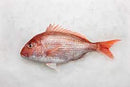 Red Snapper (Frozen-Med-4-5/cs)  4lb/CS
